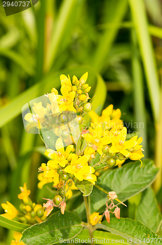 Image of Blossoms