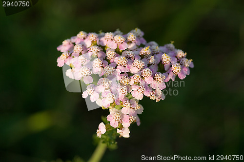 Image of Flowers