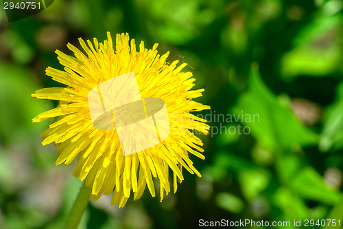 Image of Dandelion