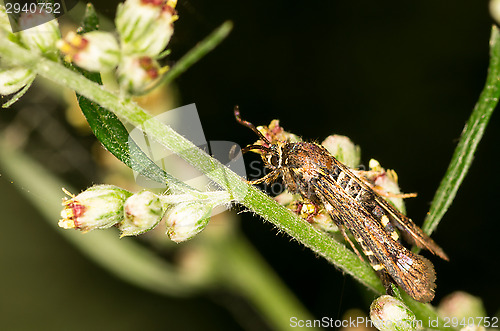 Image of Butterfly