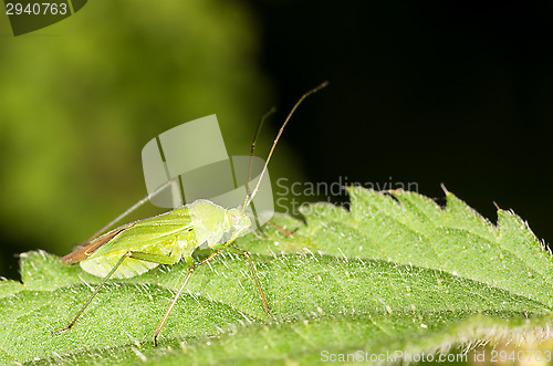 Image of Bug