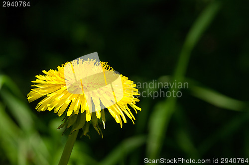 Image of Dandelion