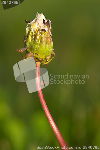 Image of Dandelion