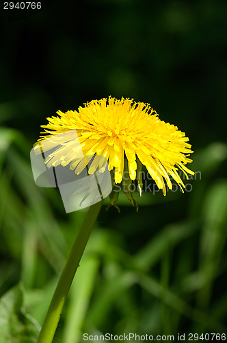 Image of Dandelion