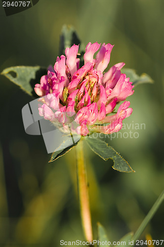 Image of Clover