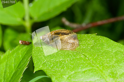 Image of Gastropoda