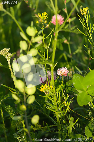 Image of Meadow