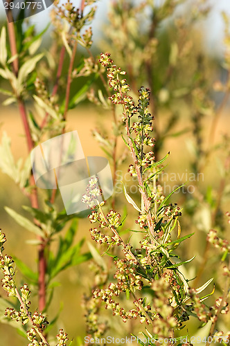 Image of Mugwort