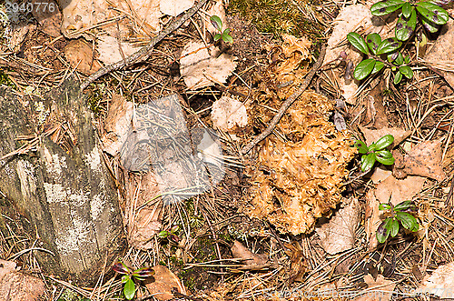 Image of Sparassis crispa