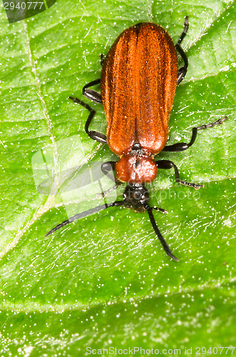 Image of Bug