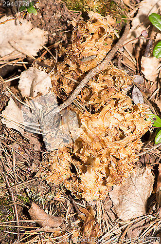 Image of Mushrooms