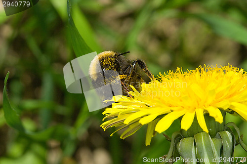 Image of Bee