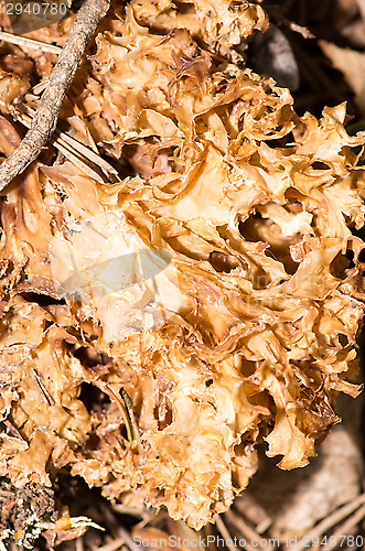 Image of Sparassis crispa