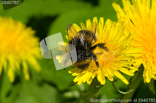 Image of Bee