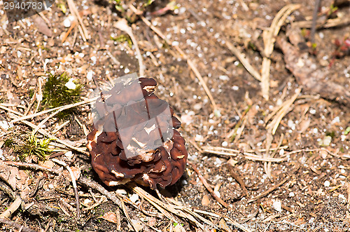 Image of Gyromitra esculenta