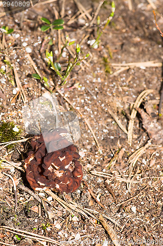 Image of Gyromitra esculenta