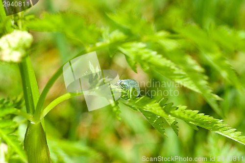 Image of Lacewing