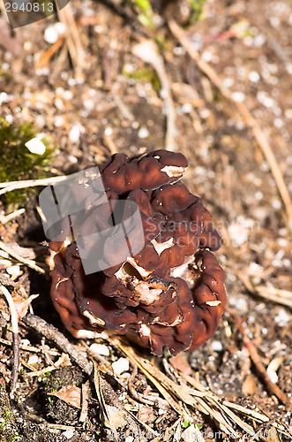 Image of Gyromitra esculenta