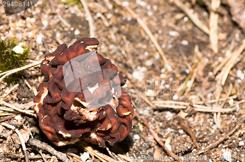 Image of Gyromitra esculenta
