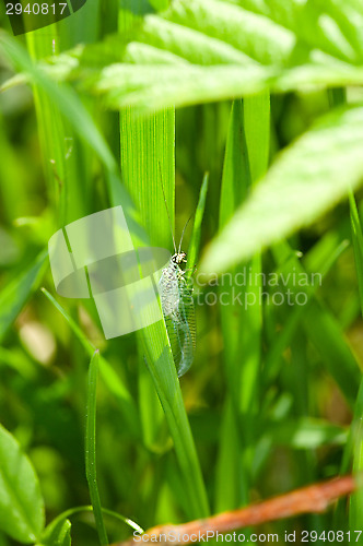 Image of Lacewing