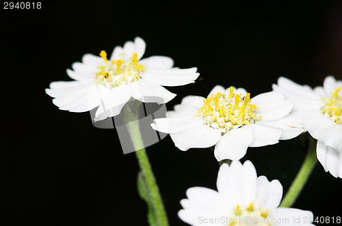 Image of Flowers