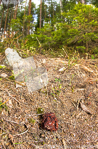 Image of Gyromitra esculenta