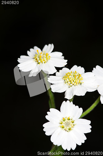 Image of Blossoms