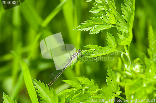 Image of Dragonfly