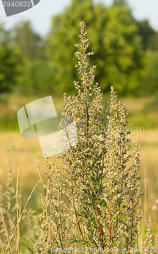 Image of Mugwort