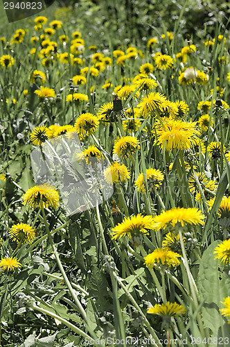 Image of Dandelion