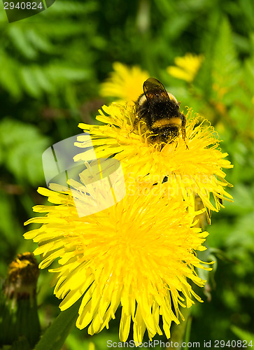 Image of Dandelion