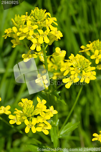 Image of Yellow flowers
