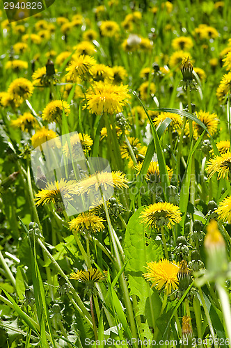 Image of Dandelion