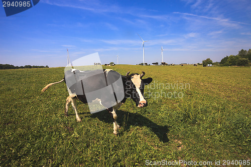 Image of Cows grazing near wind turbines