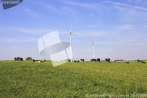 Image of Cows grazing near wind turbines