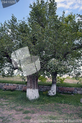 Image of Pear tree in spring