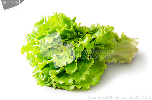 Image of Fresh Green Lettuce