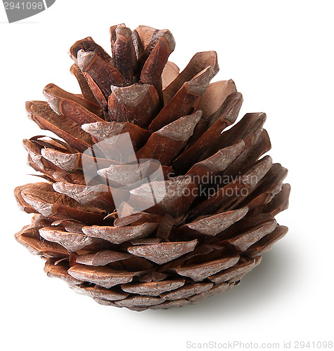 Image of Juniper cone