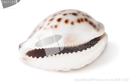 Image of Tiger cowrie shell