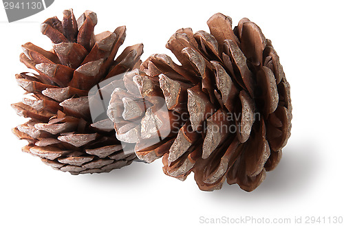 Image of Two juniper cones