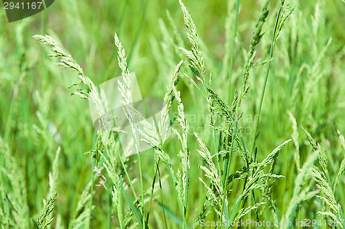 Image of Juicy Green Grass
