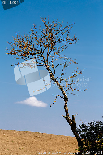 Image of Nice autumn landscape with trees and blue sky