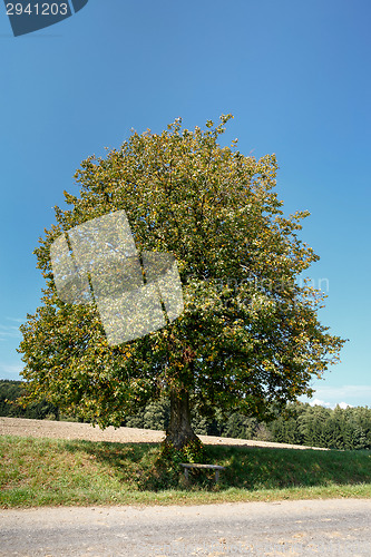 Image of Autumn landscape with bench