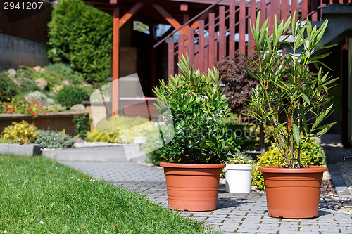 Image of flowers in pot outdoor