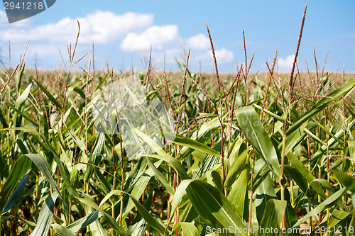 Image of green field of corn growing up