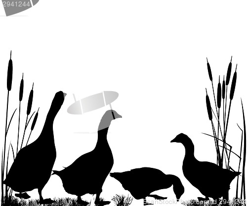 Image of Reeds and goose silhouettes