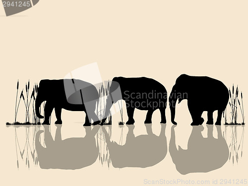 Image of Elephants crossing water