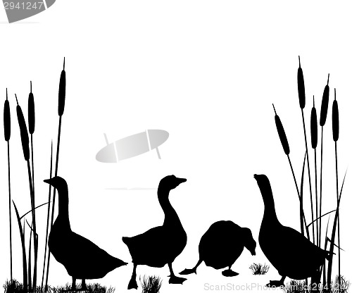 Image of Goose and ducks silhouettes