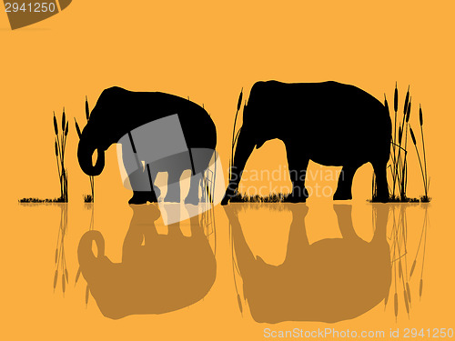 Image of Elephants in the water