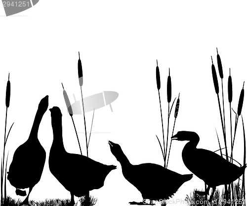 Image of Goose and reeds silhouettes